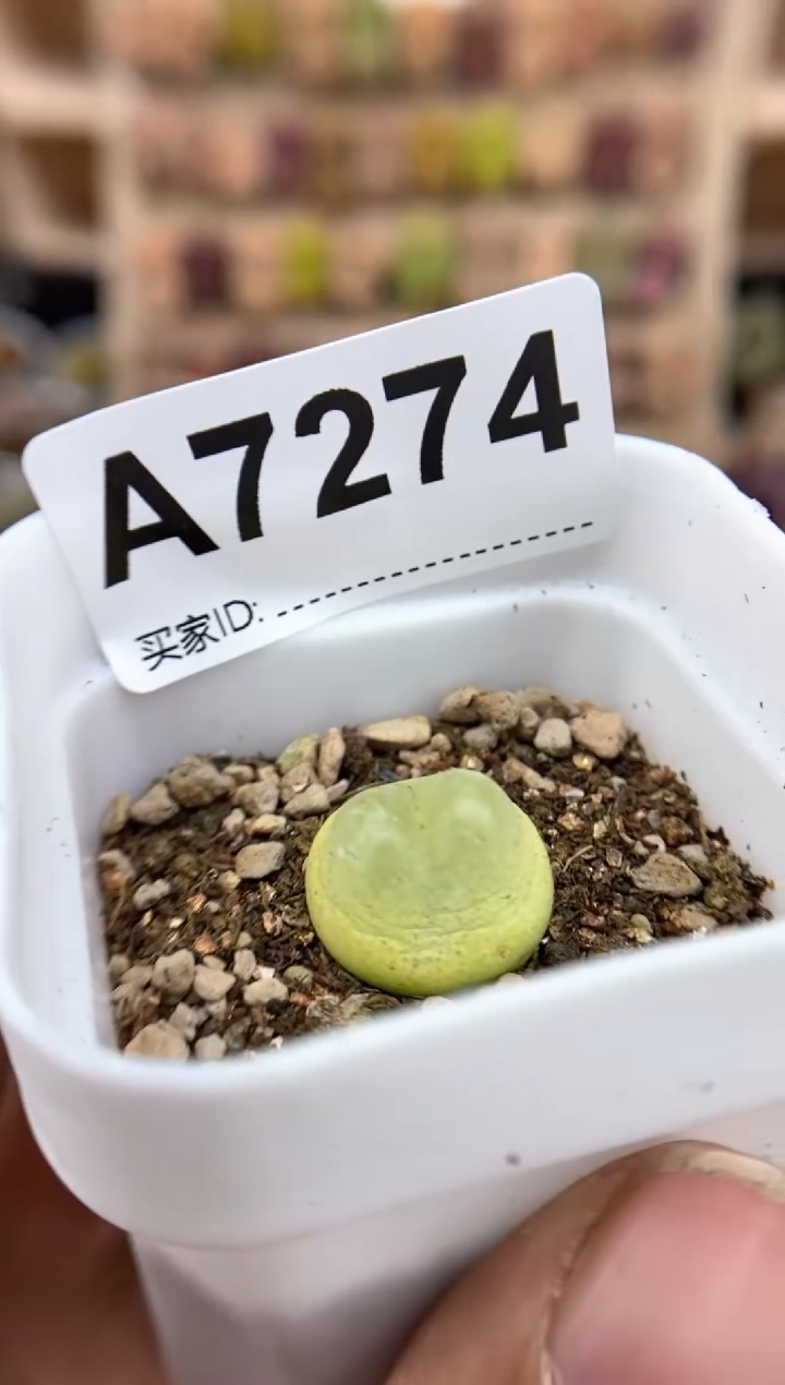 【闪购商品】7274直播间一物一拍