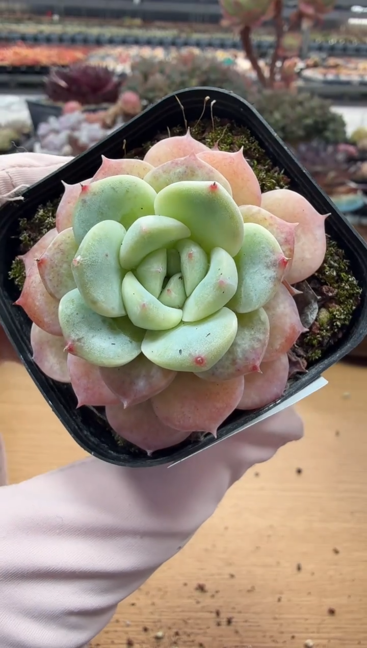 东云多肉园二店-93