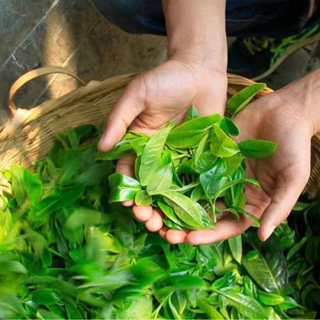 普洱生茶龙珠 通用链接