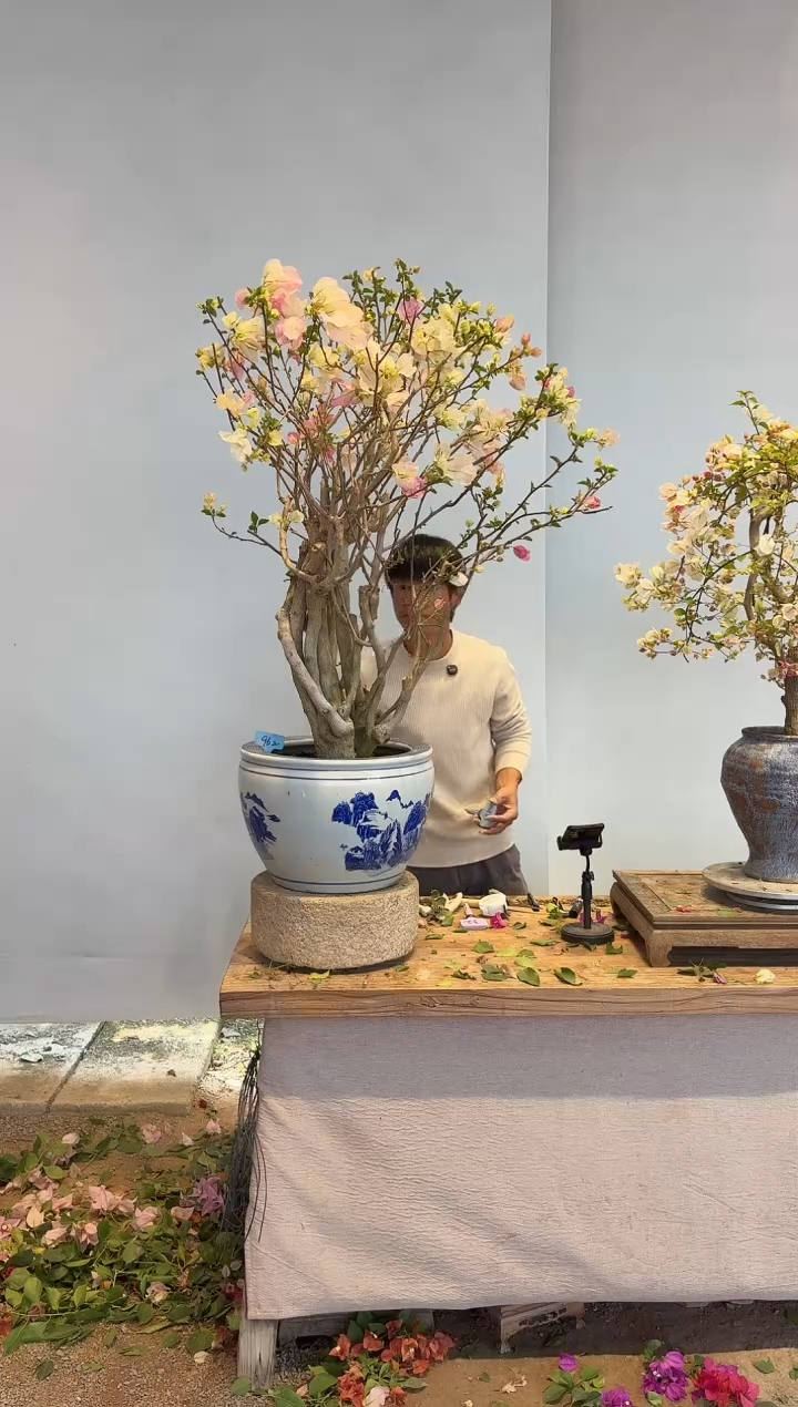 以实际为准三角梅62