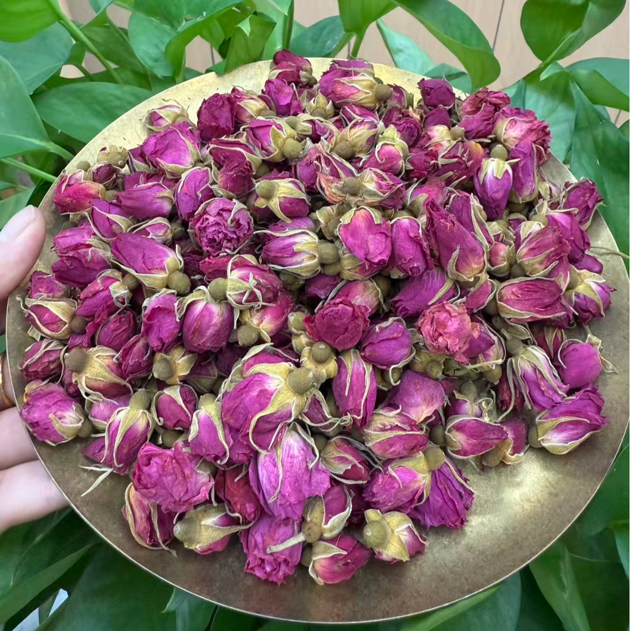 自然之道【玫瑰花】