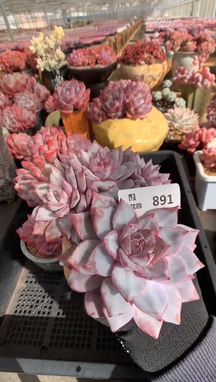 891粉蓝鸟一物一拍