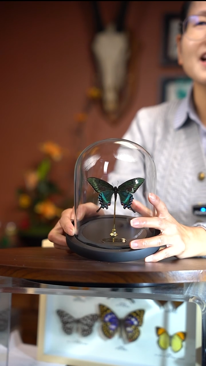 绿带翠凤蝶  春  玻璃罩款  常规