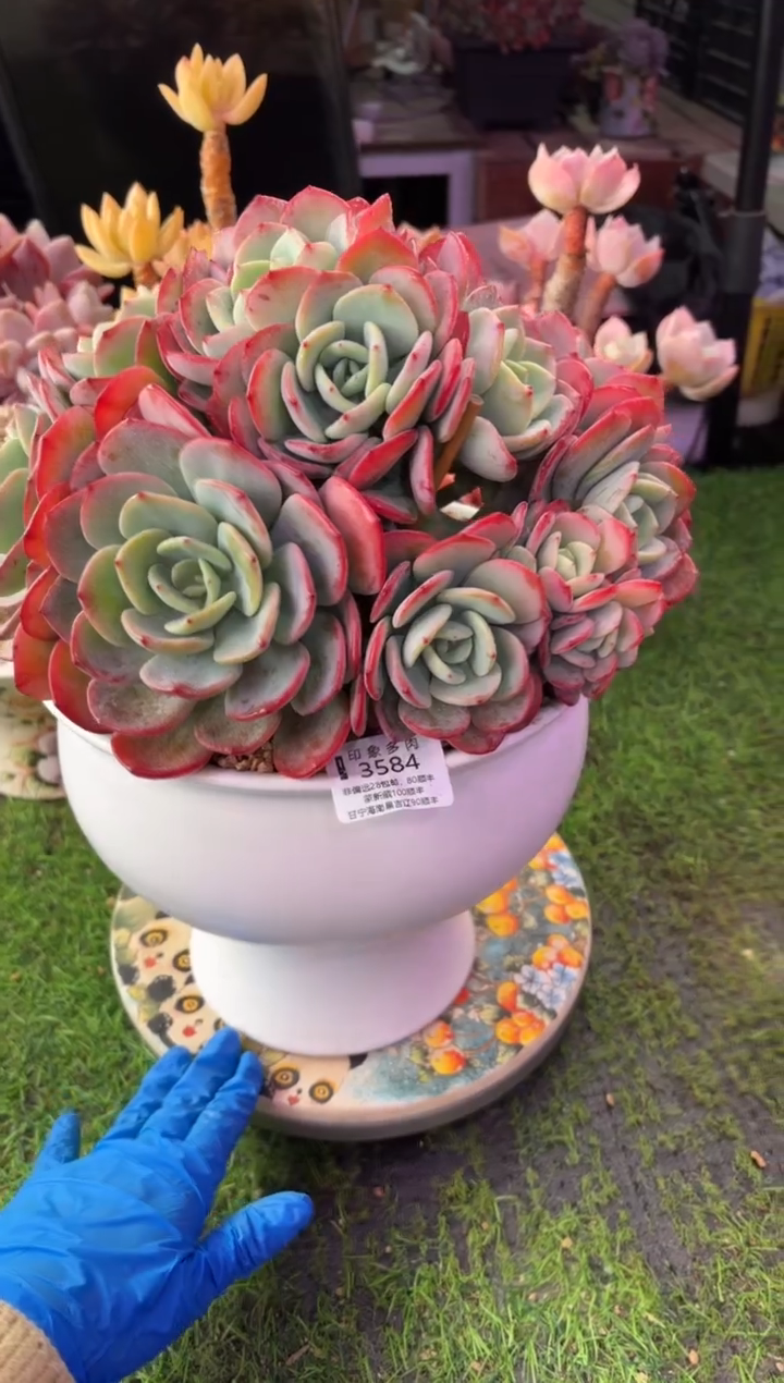 昆明印象多肉3584