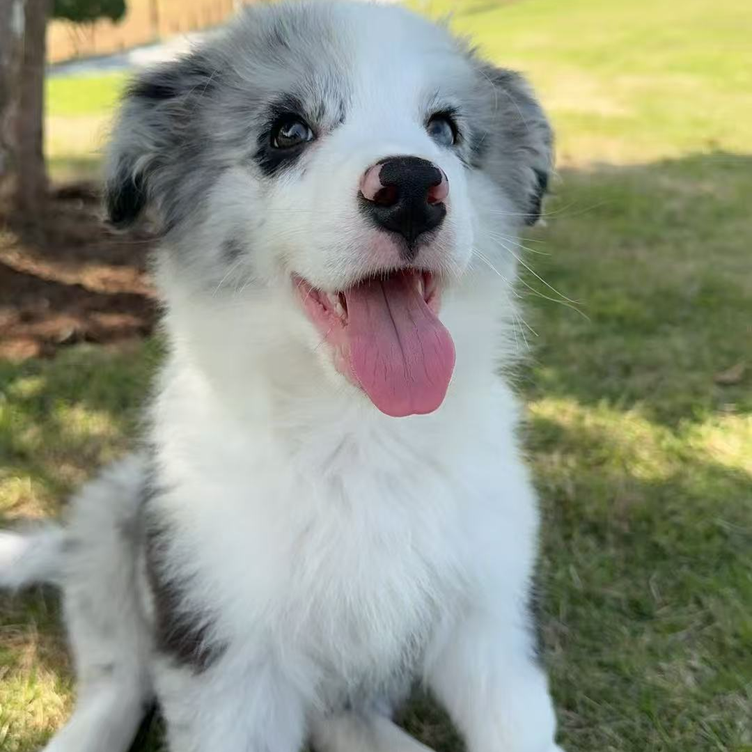 宠物活体专用链接