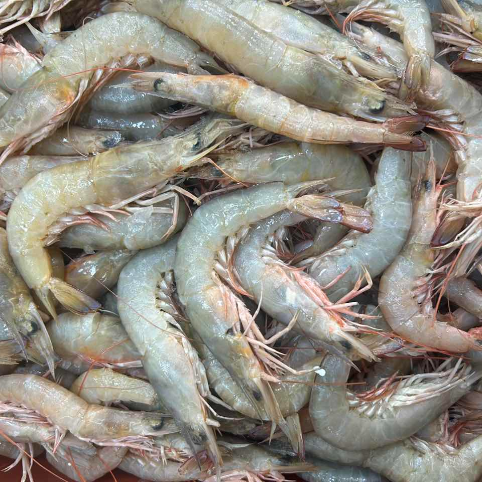 沙卢虾 鲜冻 次日达 顺丰快递 厦门发货 2500g