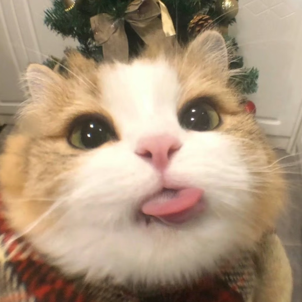 【成都胖虎家的猫】活体猫咪