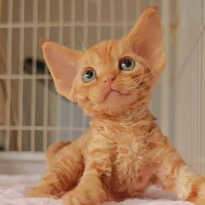 【达叔有猫-德】精品猫咪
