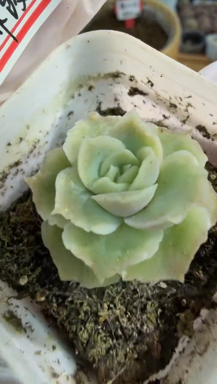 虾饺 五方一盆 单双混 量拍混发