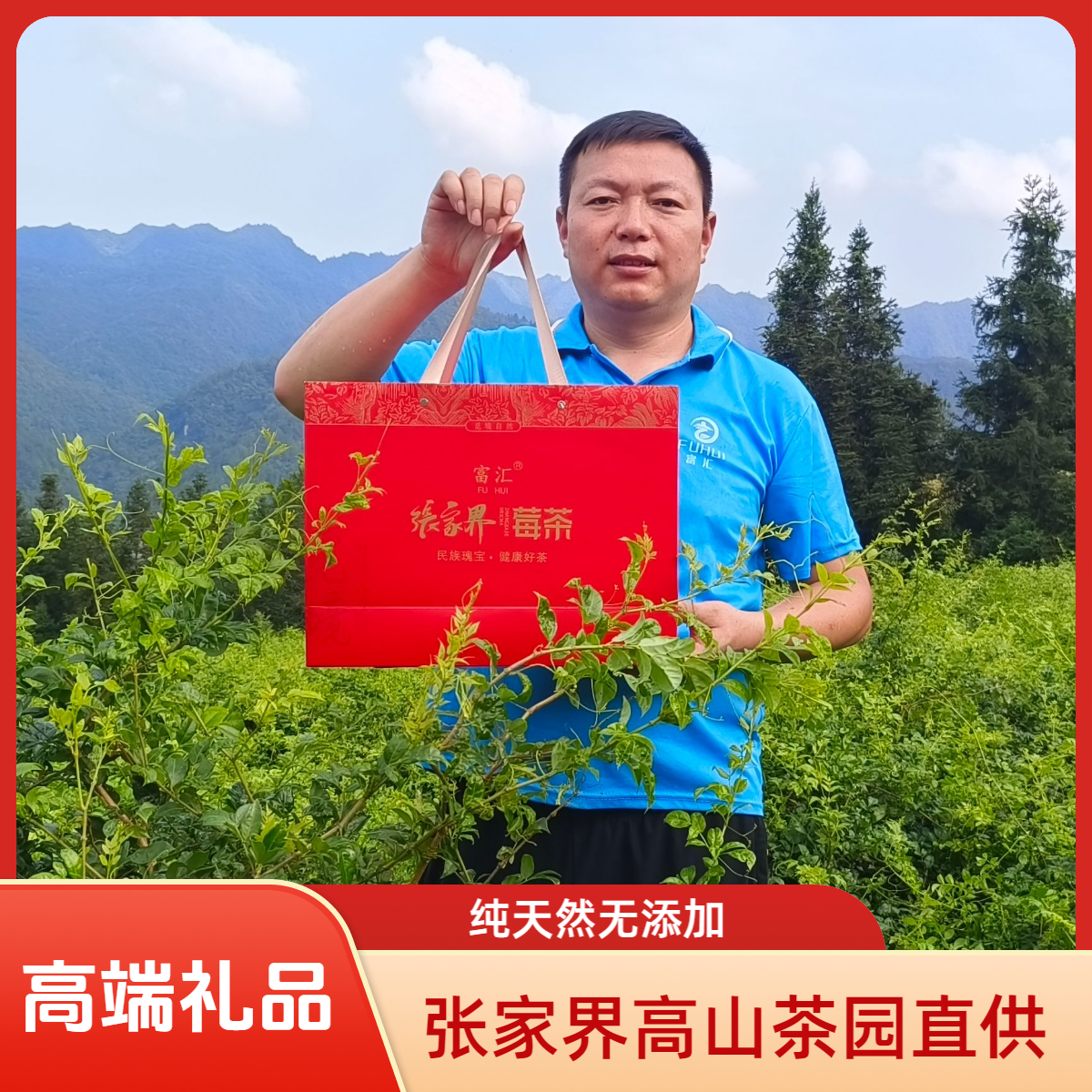 【高端礼盒装 高山荒野莓茶】中秋国庆送礼必备源头茶厂直销