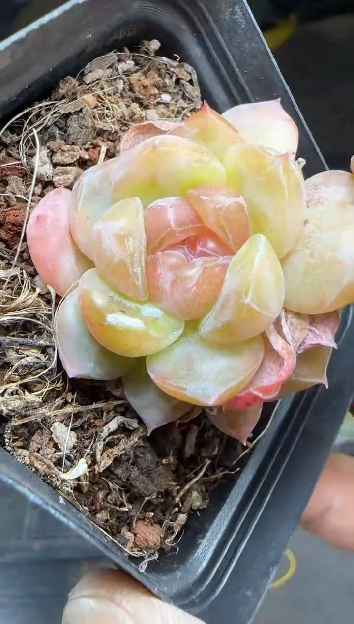 【闪购商品】一物一拍0216—4508