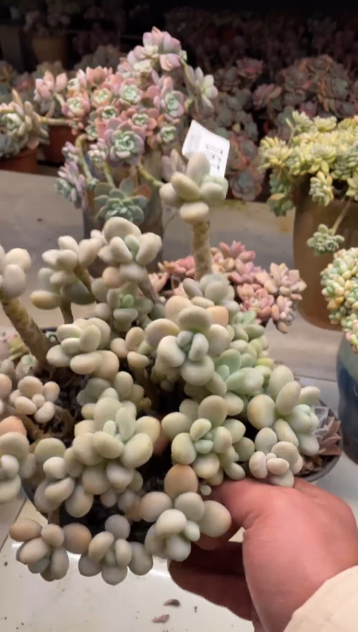 【闪购商品】191洛神