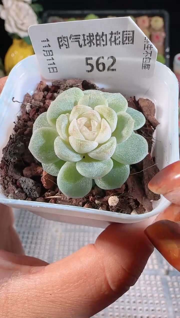 1111-562柔情（群生不包整）