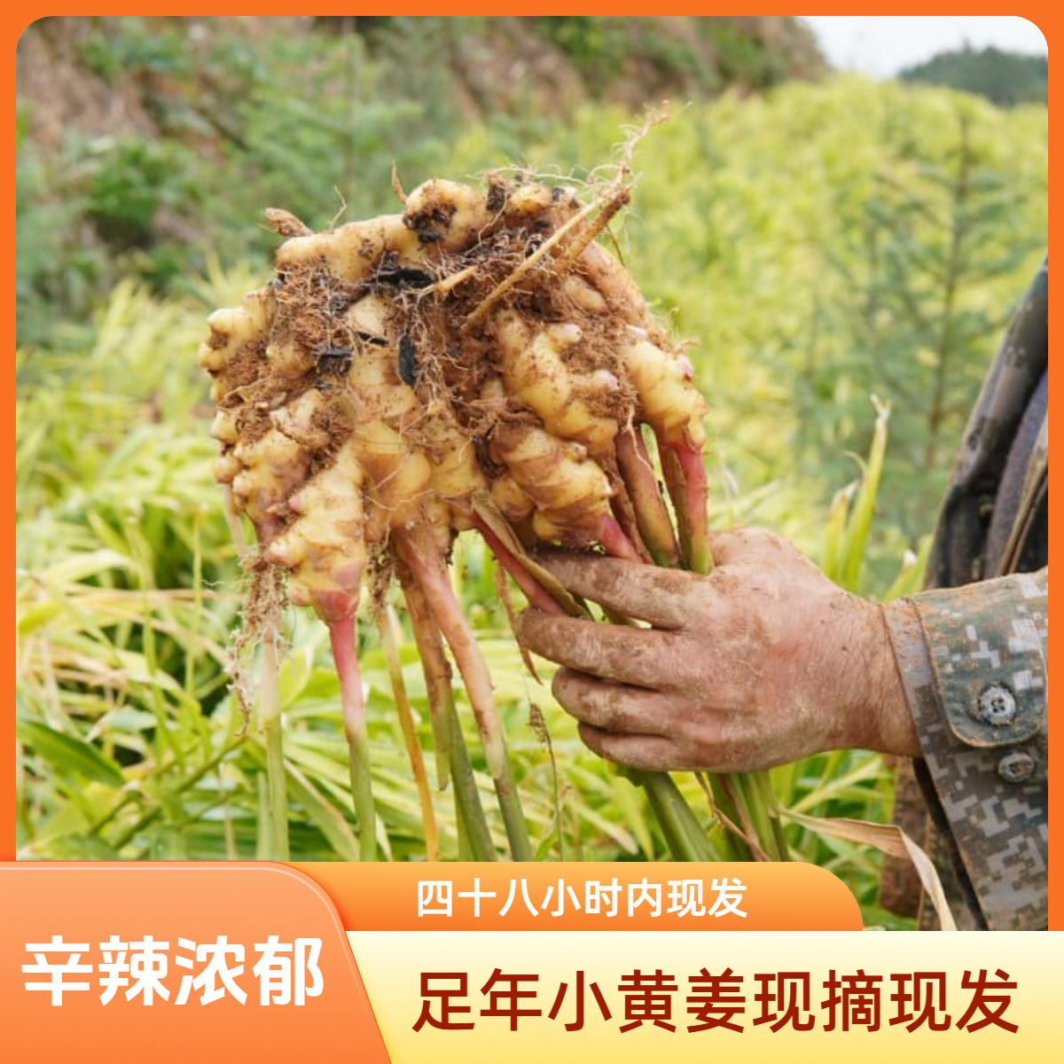 农家足年小黄姜 辛辣浓郁 姜油丰富  煮姜茶炖汤调料 产地直发