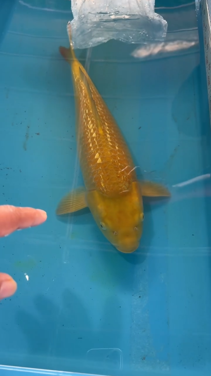 锦鲤太饱锦鲤36cm-48cm不包邮到付