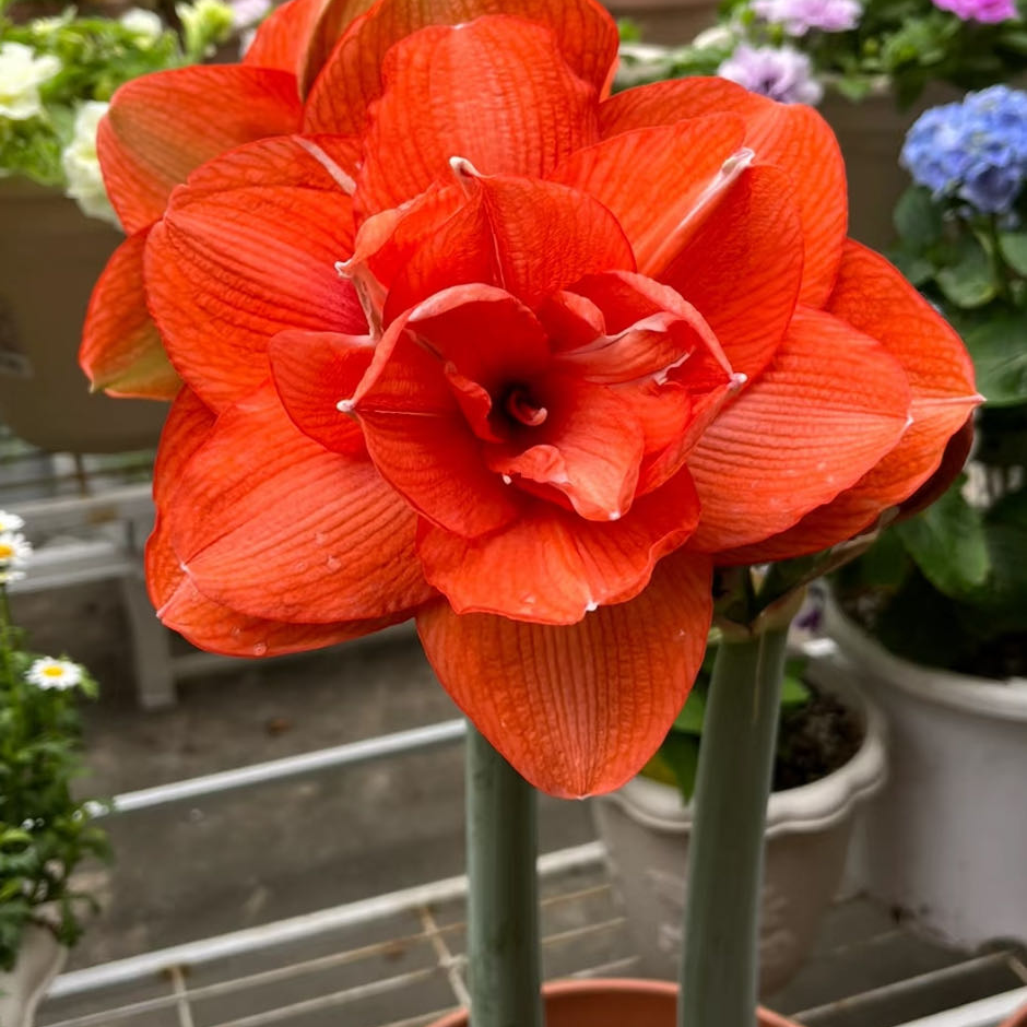 逸植朱顶红《贝尼托》重瓣种球