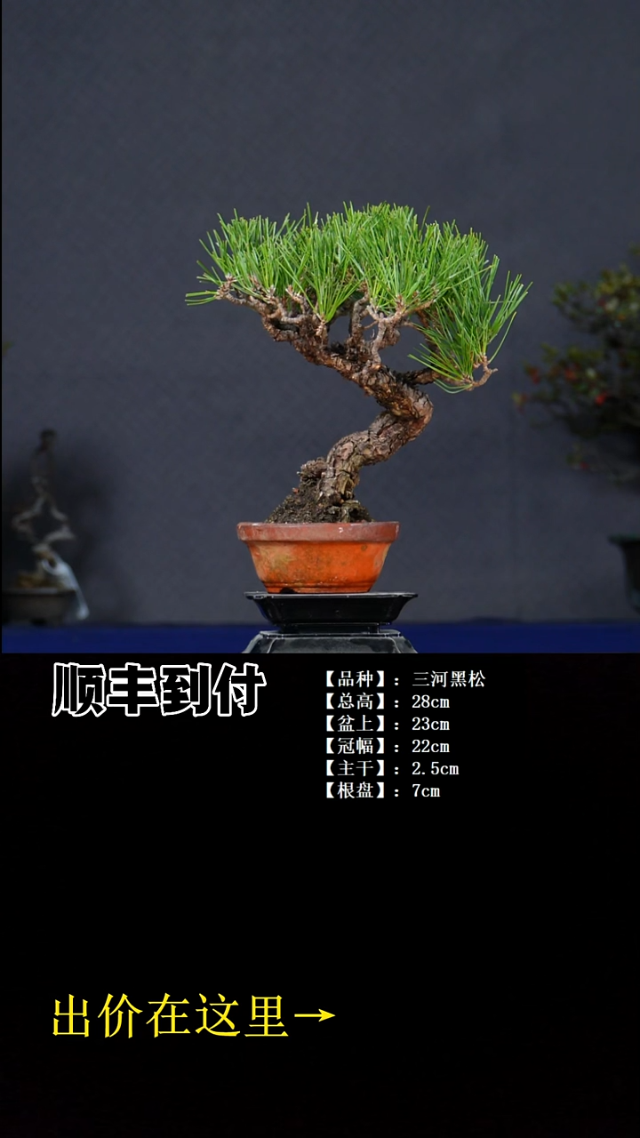 无花朵三河黑松bubaoyou