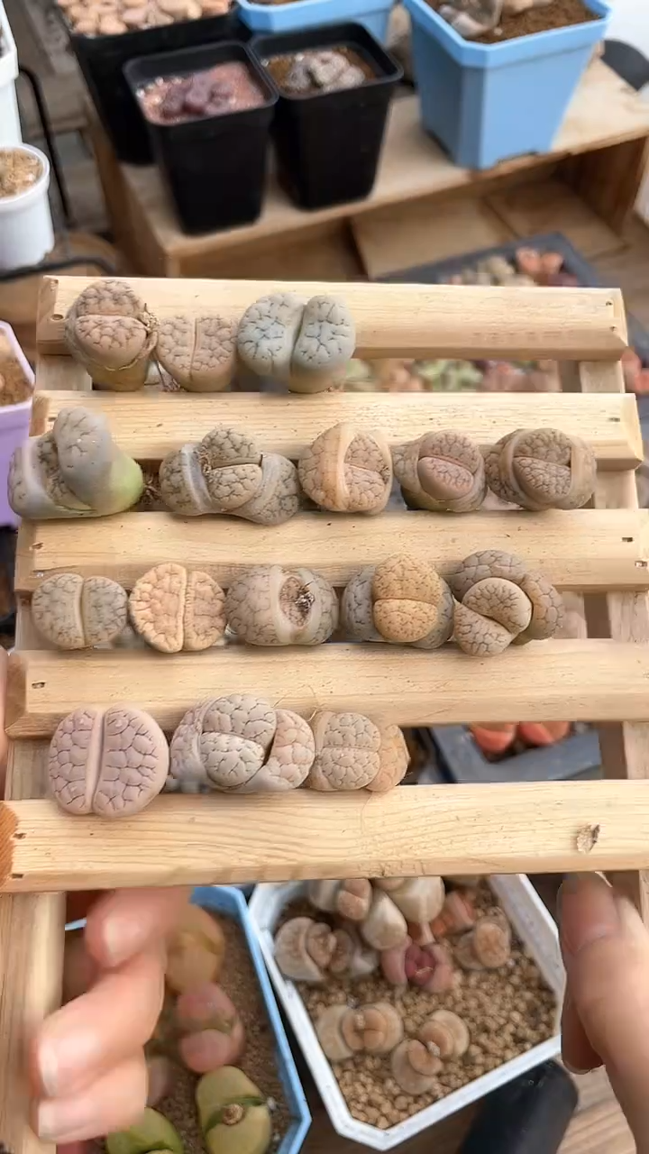【闪购商品】10024直播一物一拍