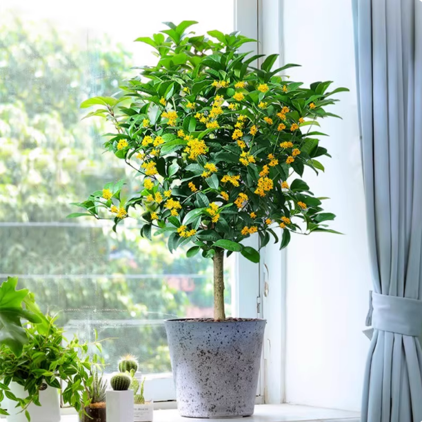 桂花树苗盆栽可食用金桂四季桂开花不断室内外阳台庭院浓香型花卉