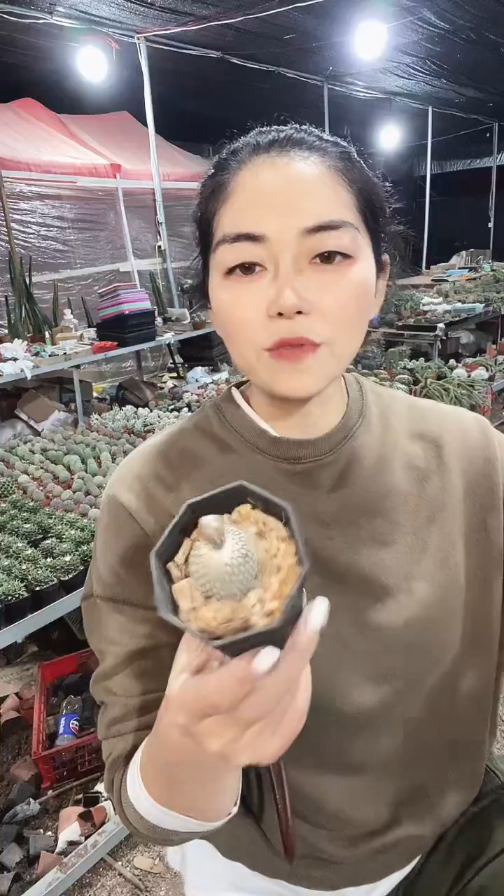 实生精巧殿仙人球 