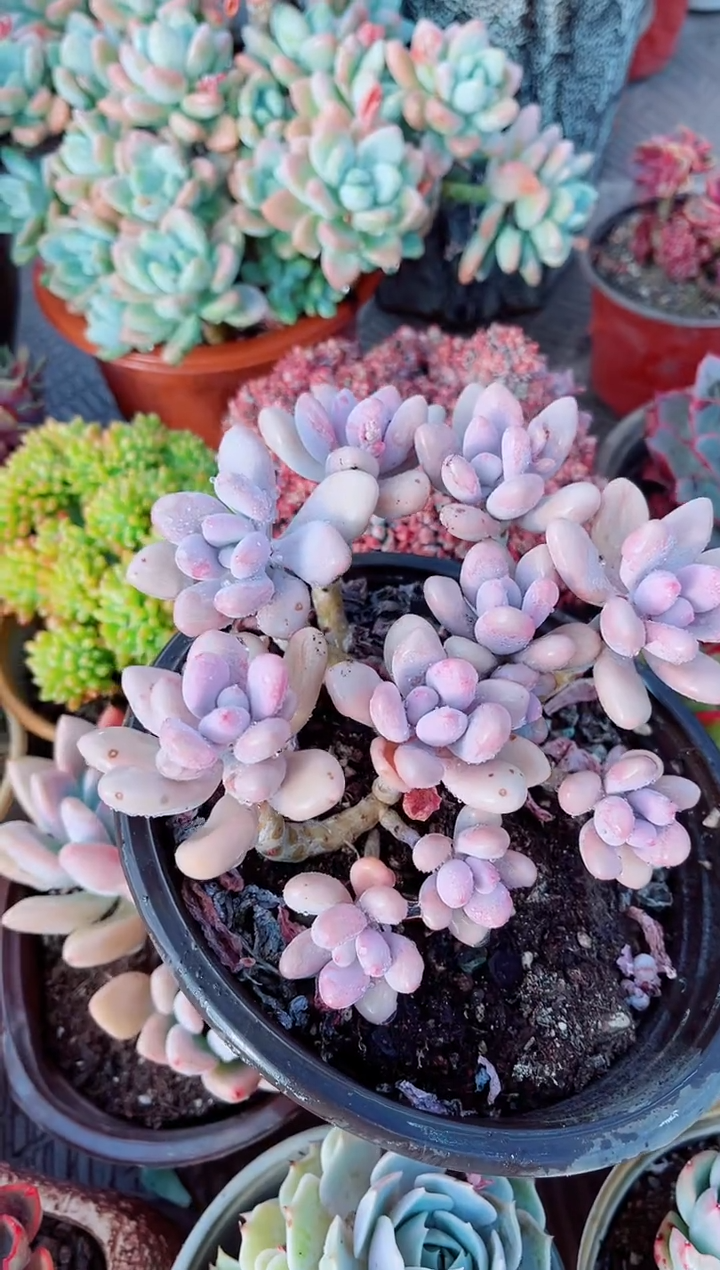 20115多肉植物一物一拍