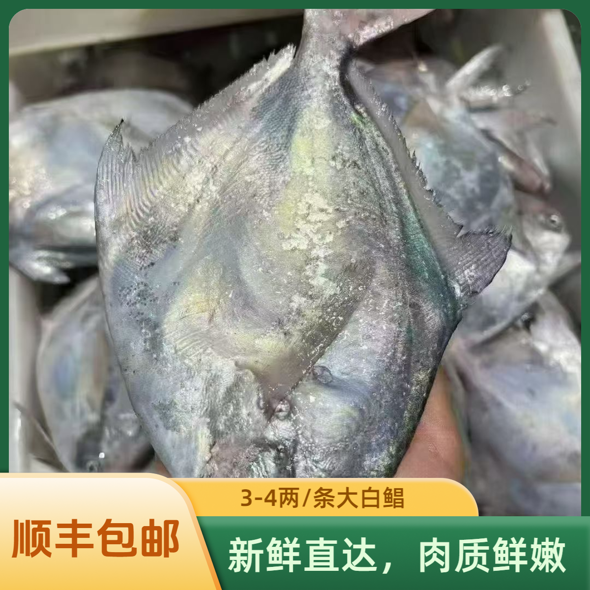 【江浙沪鲜发】东海野生银鲳鱼白鲳鱼3-4两/条 舟山发货 速冻锁鲜
