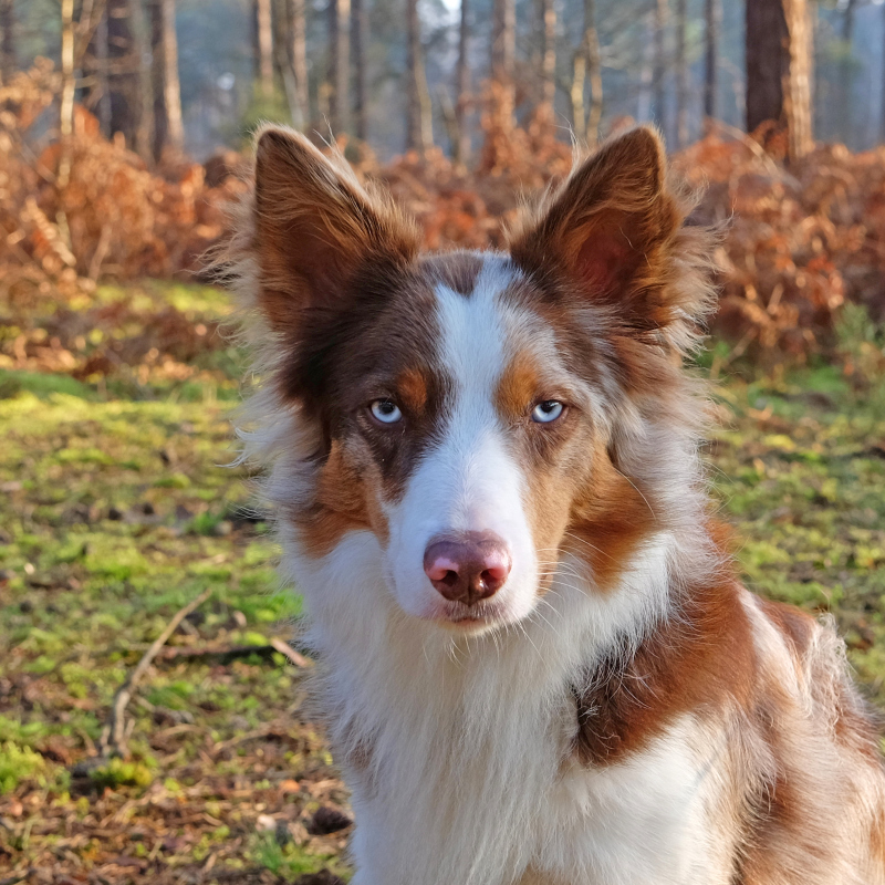 可爱边牧狗狗活体