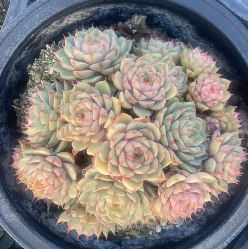 陈-笨吧群  多肉满18包邮