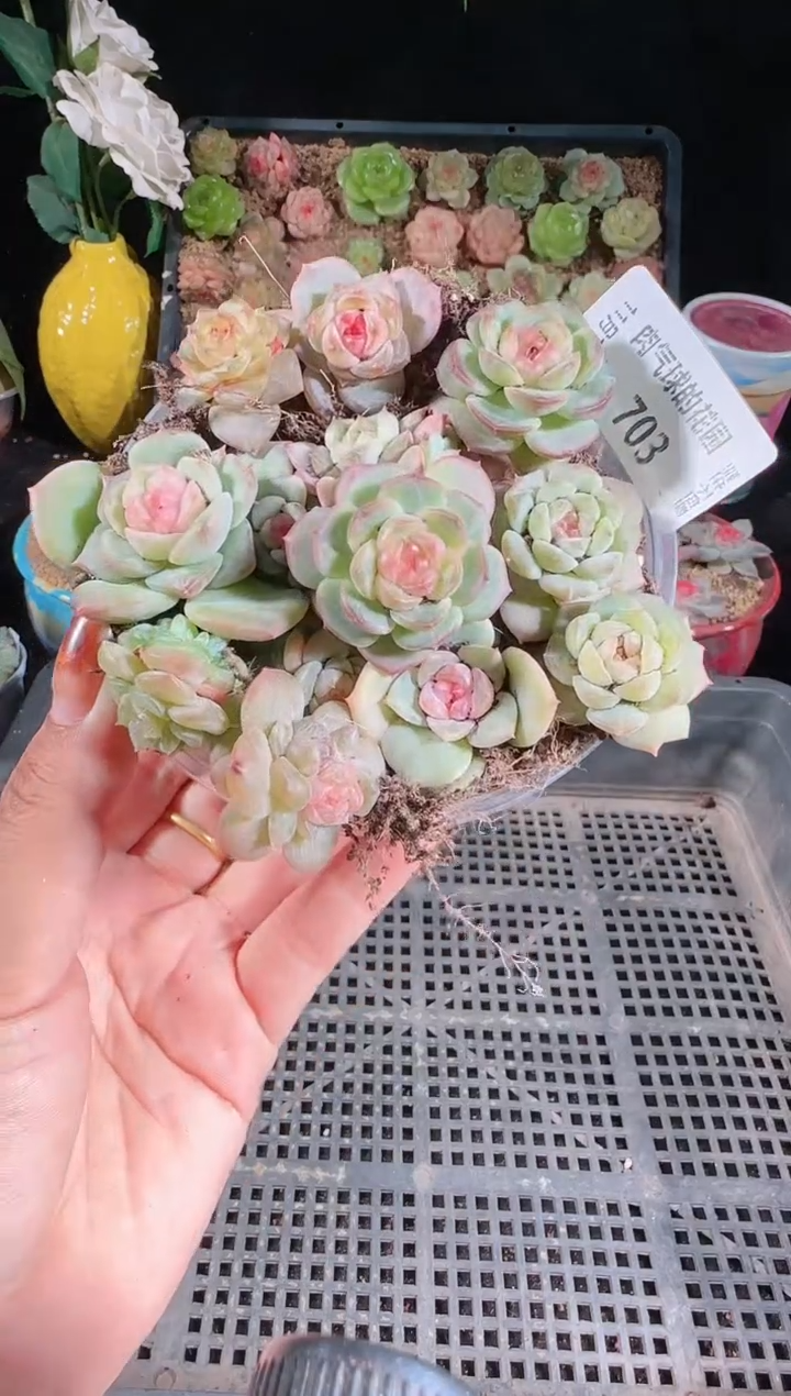 1116-703切糕群生不包整