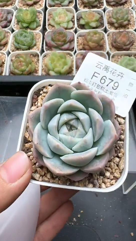 679F云禹多肉植物 默认脱土纸巾打包 3颗包邮