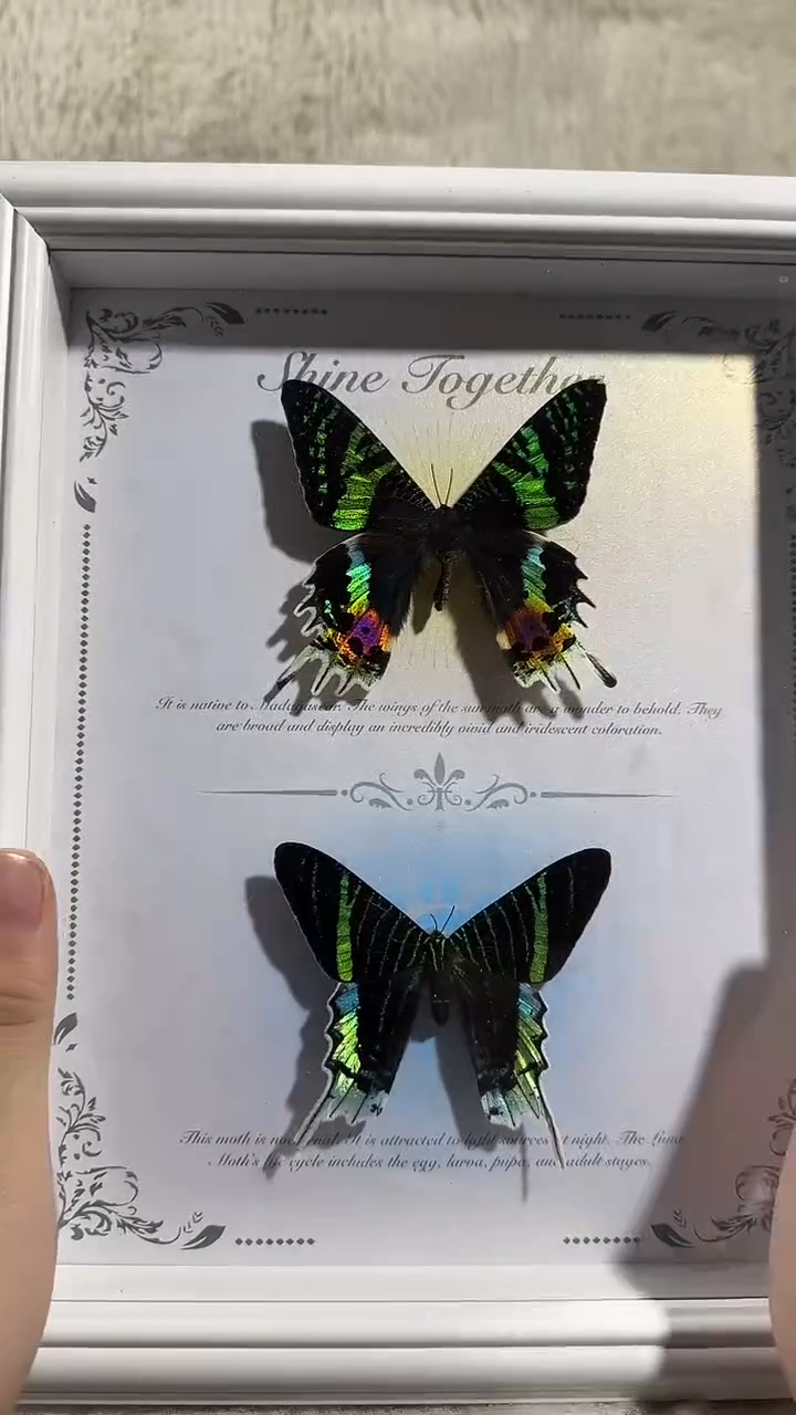 有机玻璃日月同辉  