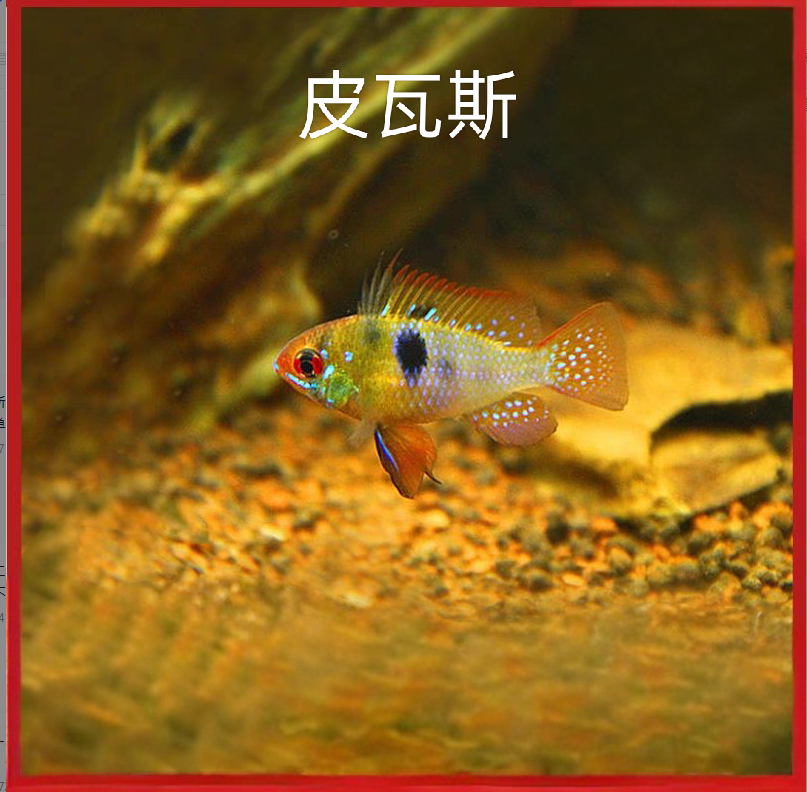 皮瓦斯 小型热带观赏鱼
