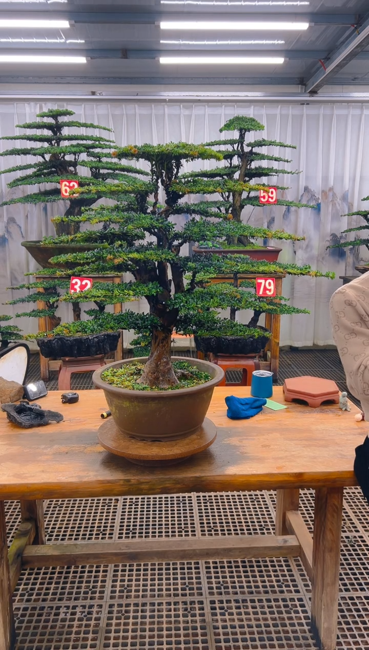 无花朵入****东精品盆景直播间一物一拍