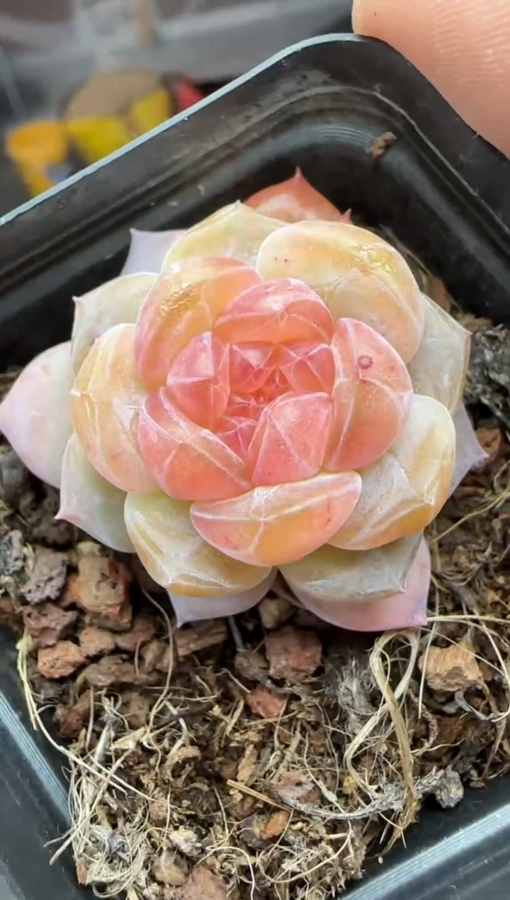 【闪购商品】一物一拍0211—394