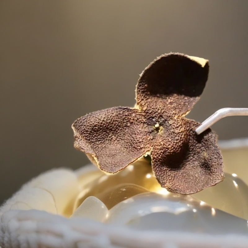 【津有味 】C7断皮大红皮