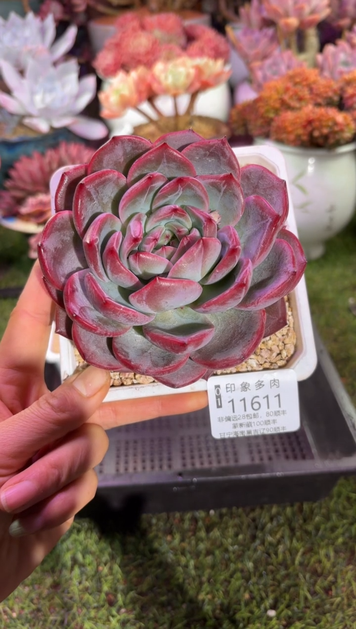 【闪购商品】11611