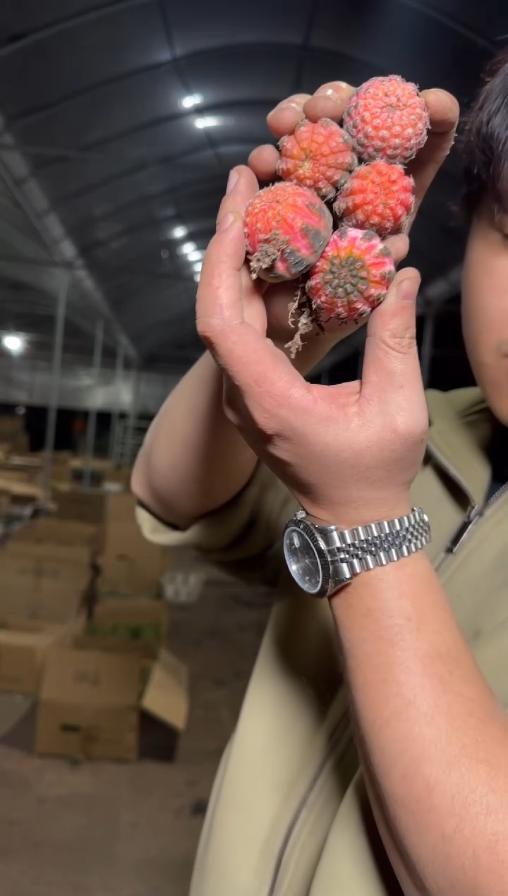 5颗 超小拉根锦 3cm左右