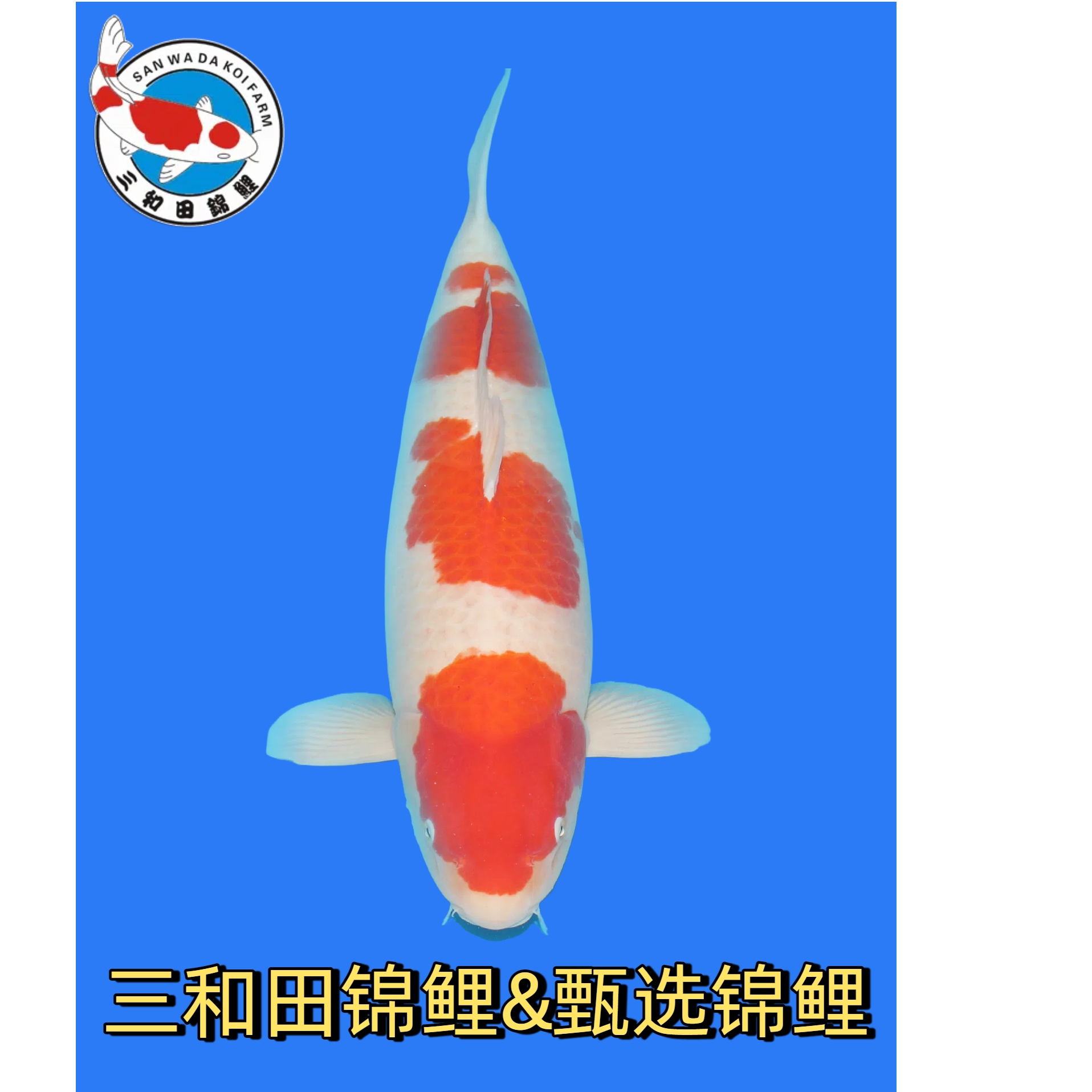 【三和田锦鲤自产专属】#精品锦鲤淡水观赏鱼#好运