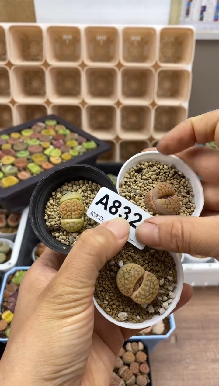 【闪购商品】8322直播一物一拍