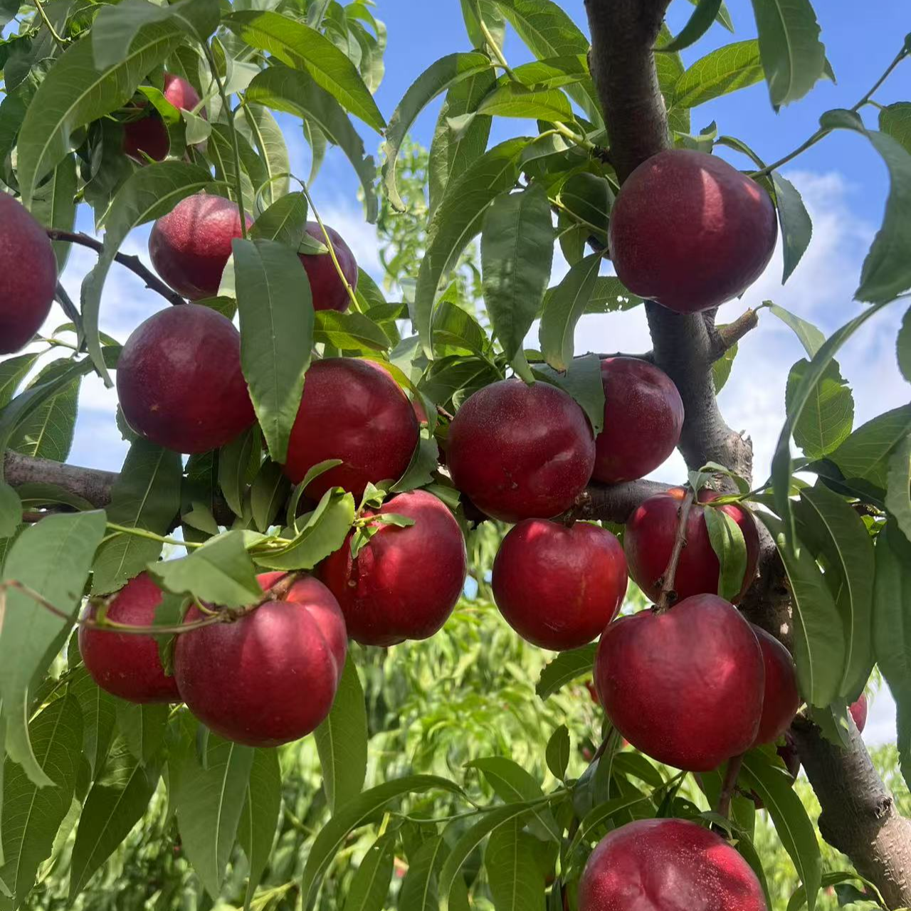 金霸油桃树苗【金霸油桃六月底七月初上市】