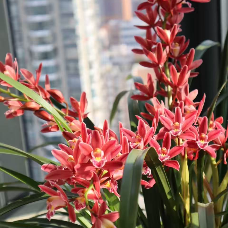 【红宝石】5枝花剑起年宵花大花蕙兰室内盆栽简单好养花期长