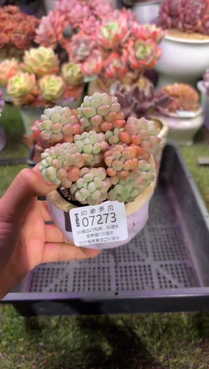 【闪购商品】07273脱土带盆