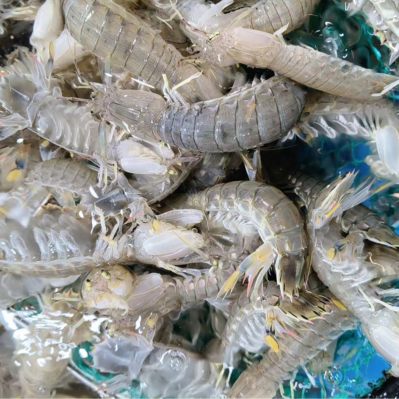 【鲜活】鲜活皮皮虾/3斤装/打氧发货/不保活/杭州同城1小时