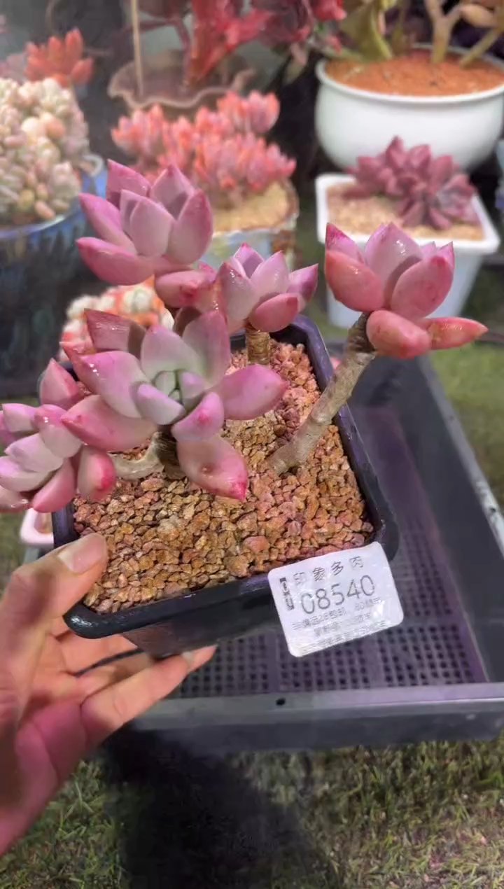 【闪购商品】08540