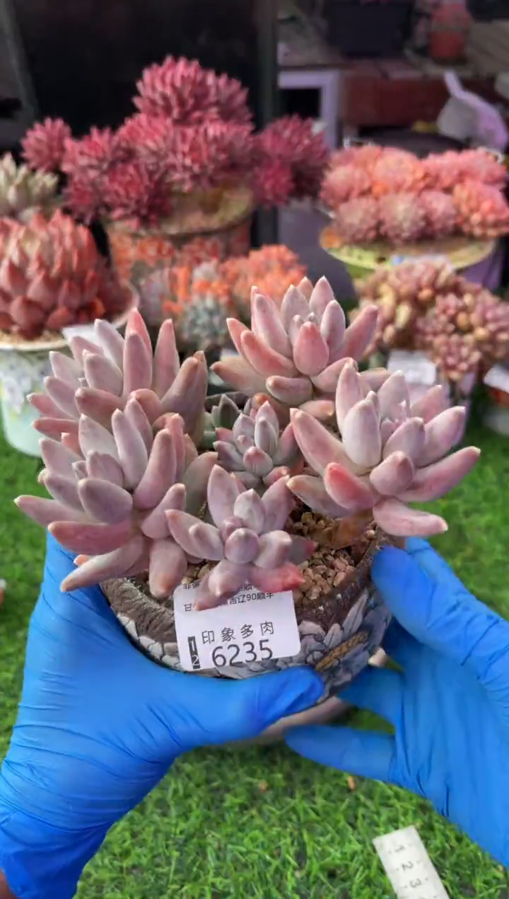 昆明印象多肉6235