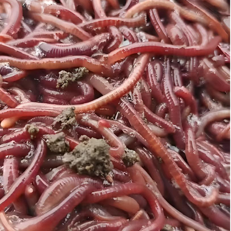 1斤装红蚯蚓送养殖土