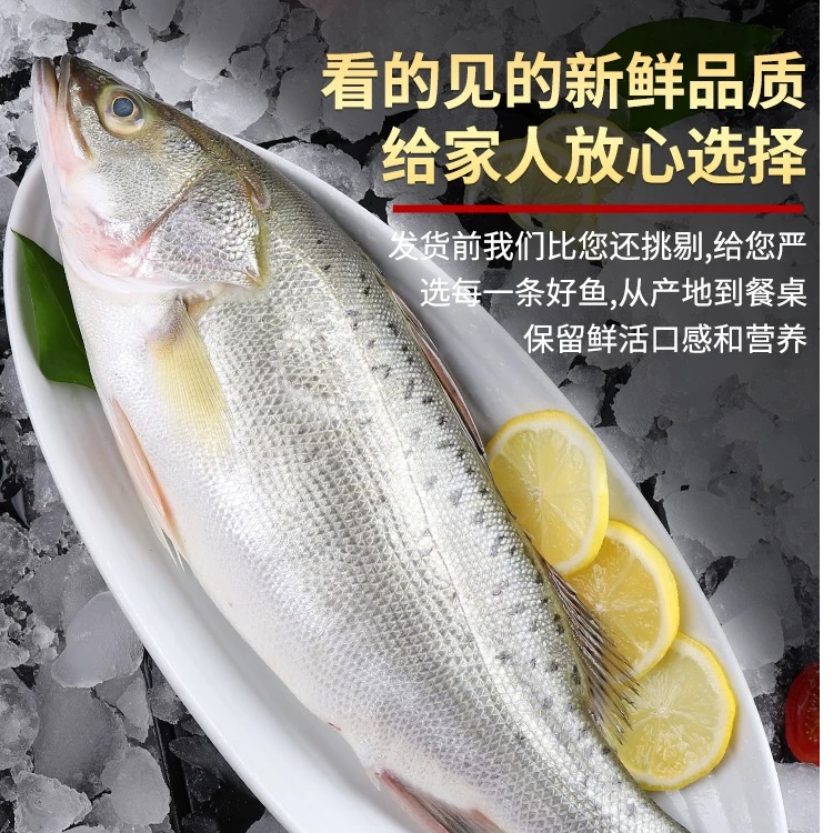 【只发新疆】野生新鲜海捕冰鲜海鲈鱼现称现拍专属链接
