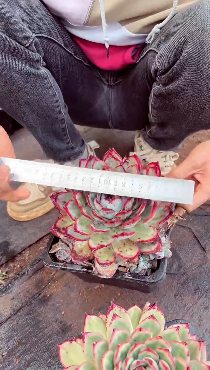 红拉糖单头多肉肉