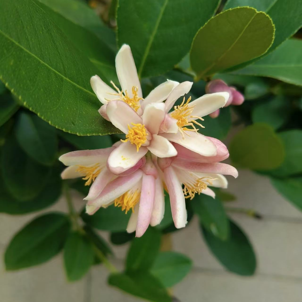 宁萌苗 芳香花卉  地栽盆栽 净化空气 可食用