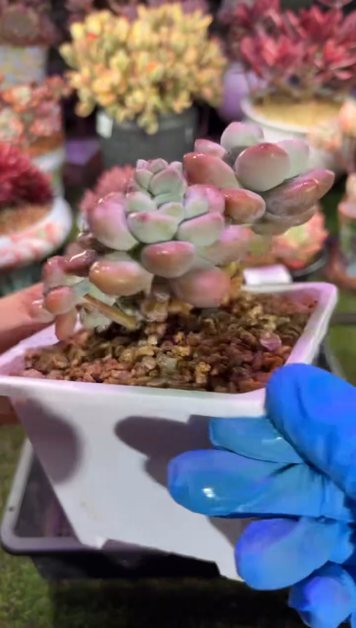 【闪购商品】03120